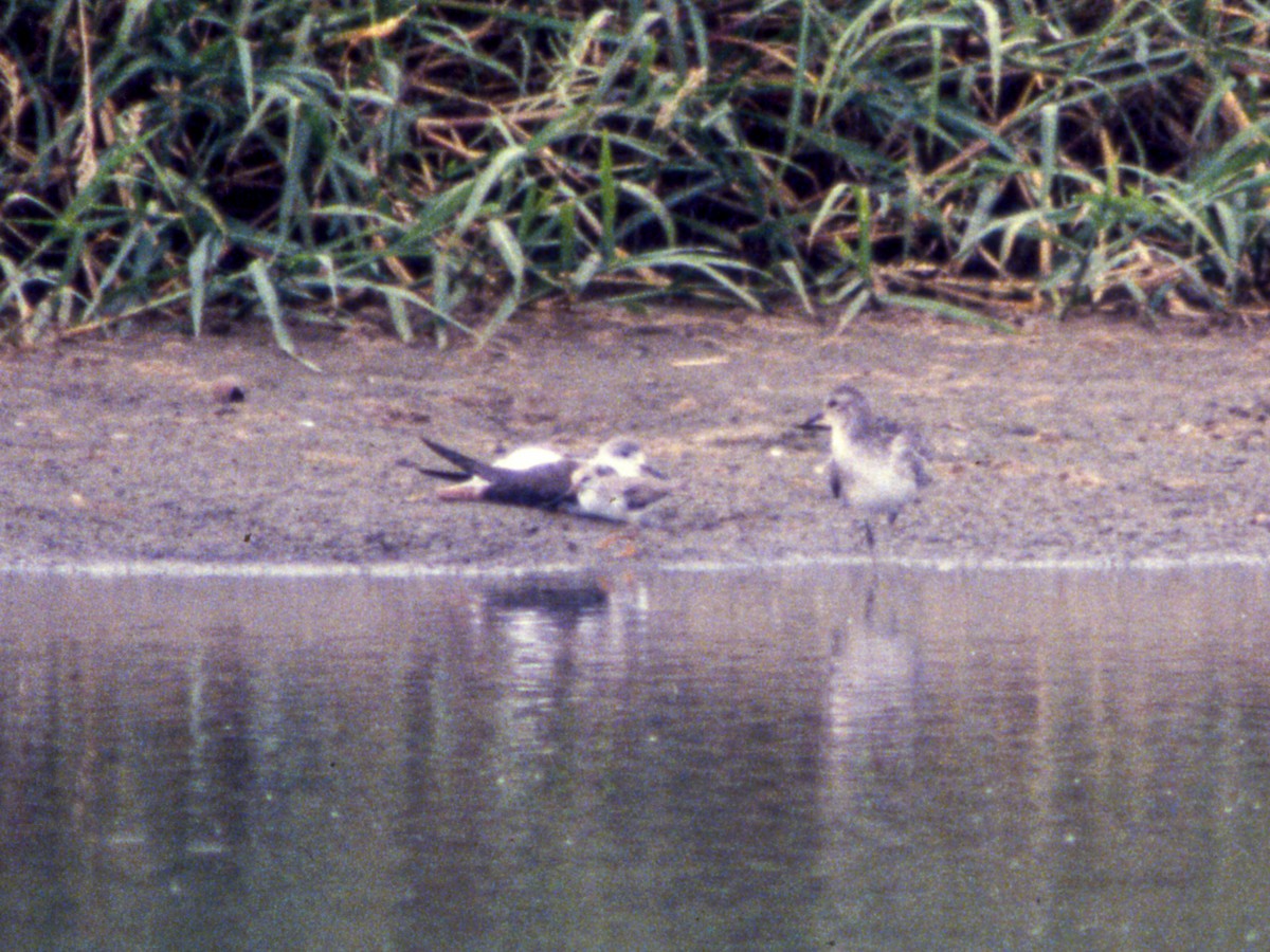 Black-winged Stilt - ML258667181