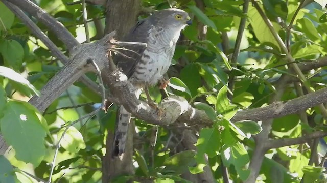 African Goshawk - ML258667271