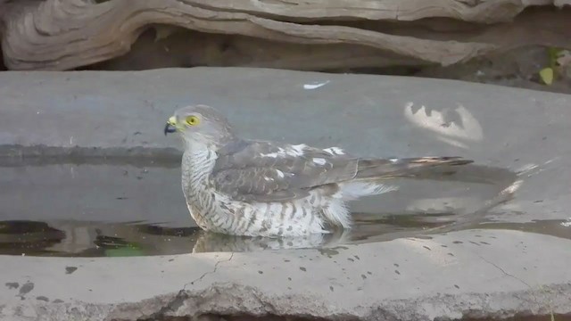 African Goshawk - ML258667381