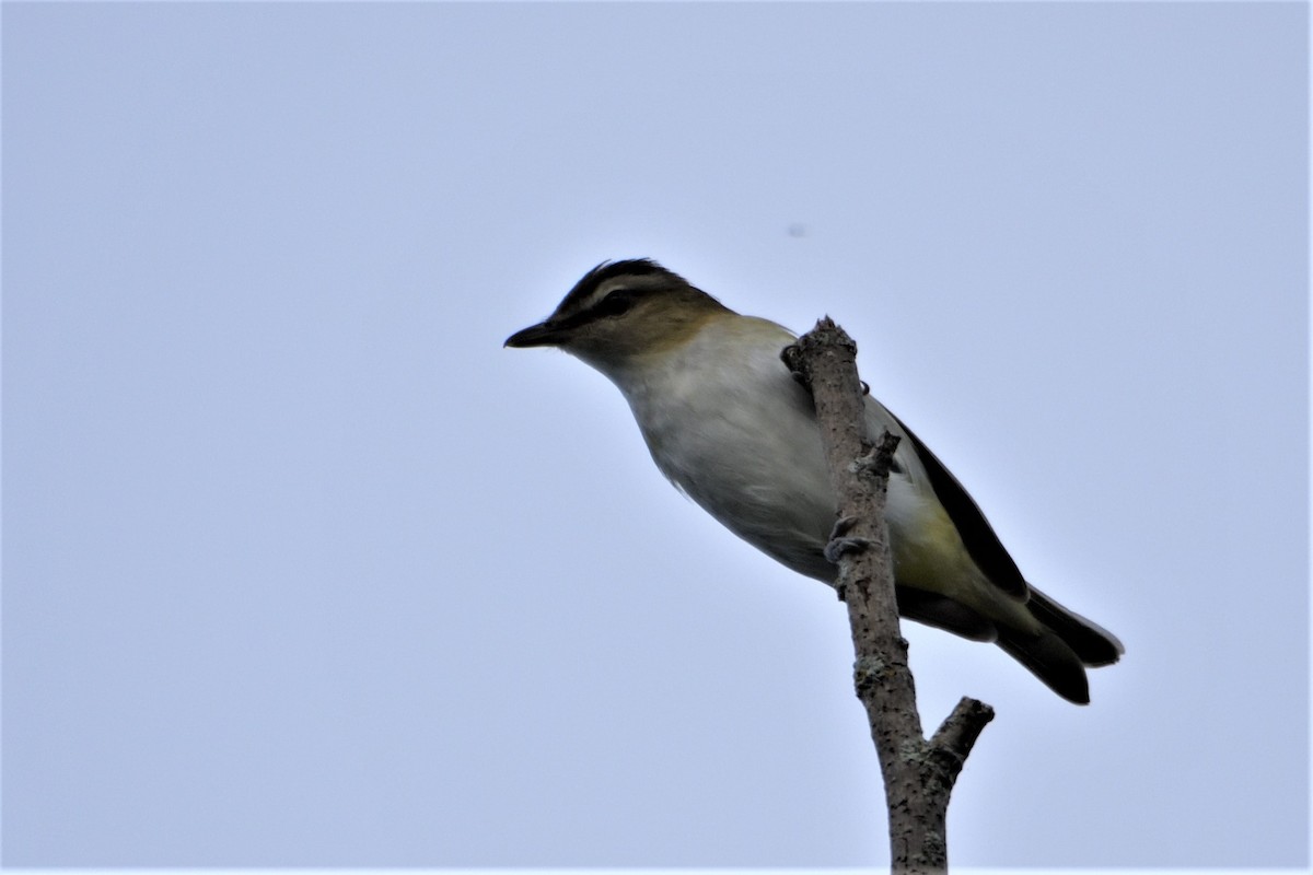 Red-eyed Vireo - FELIX-MARIE AFFA'A