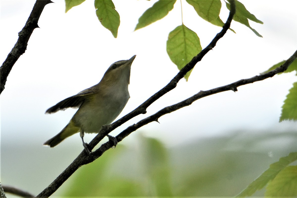 Red-eyed Vireo - FELIX-MARIE AFFA'A