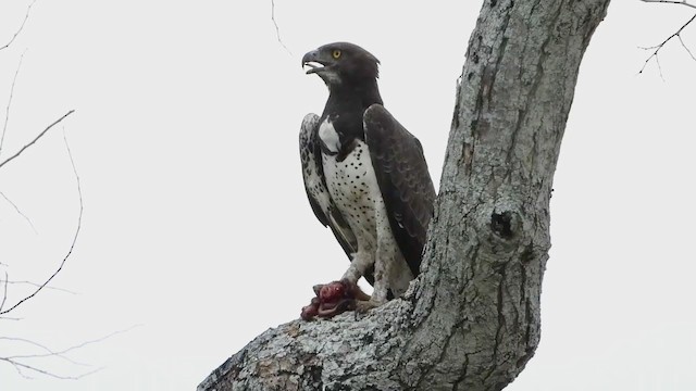 ゴマバラワシの剥製 レプリカのハクトウワシの剥製の詳細についてはコメント欄を見てね : r