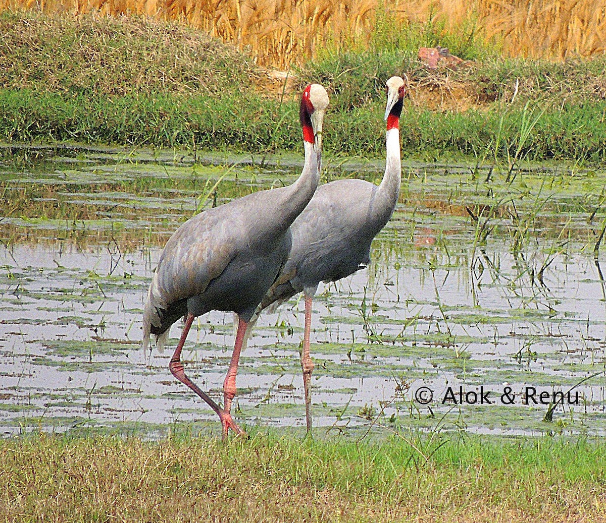 Sarus Crane - Alok Tewari