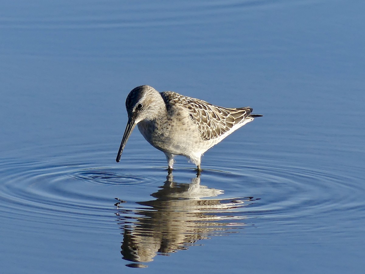 Stilt Sandpiper - ML258670321