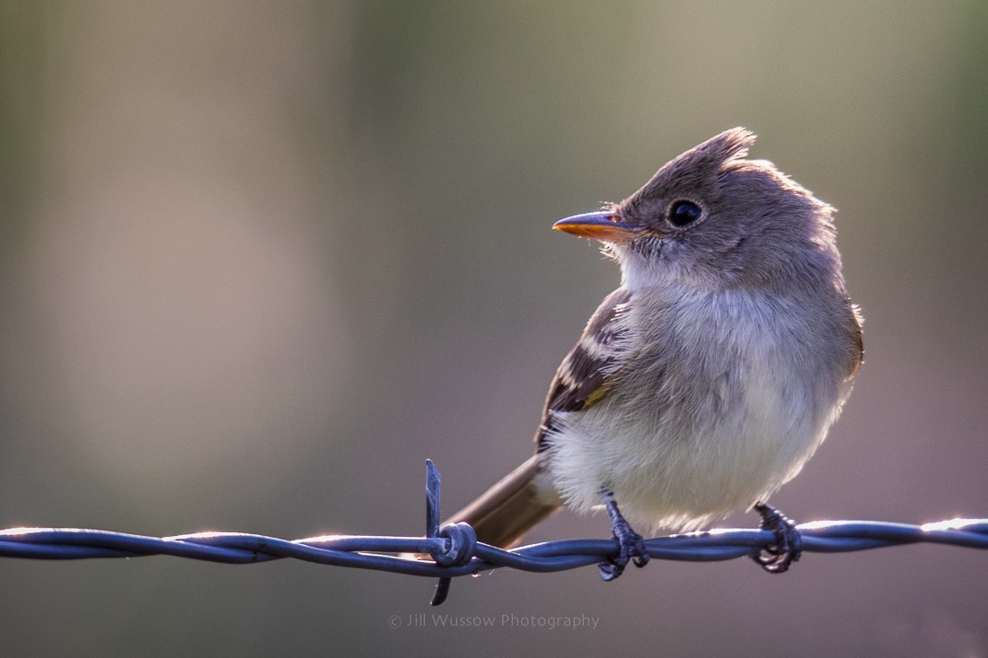 Willow Flycatcher - ML258670781