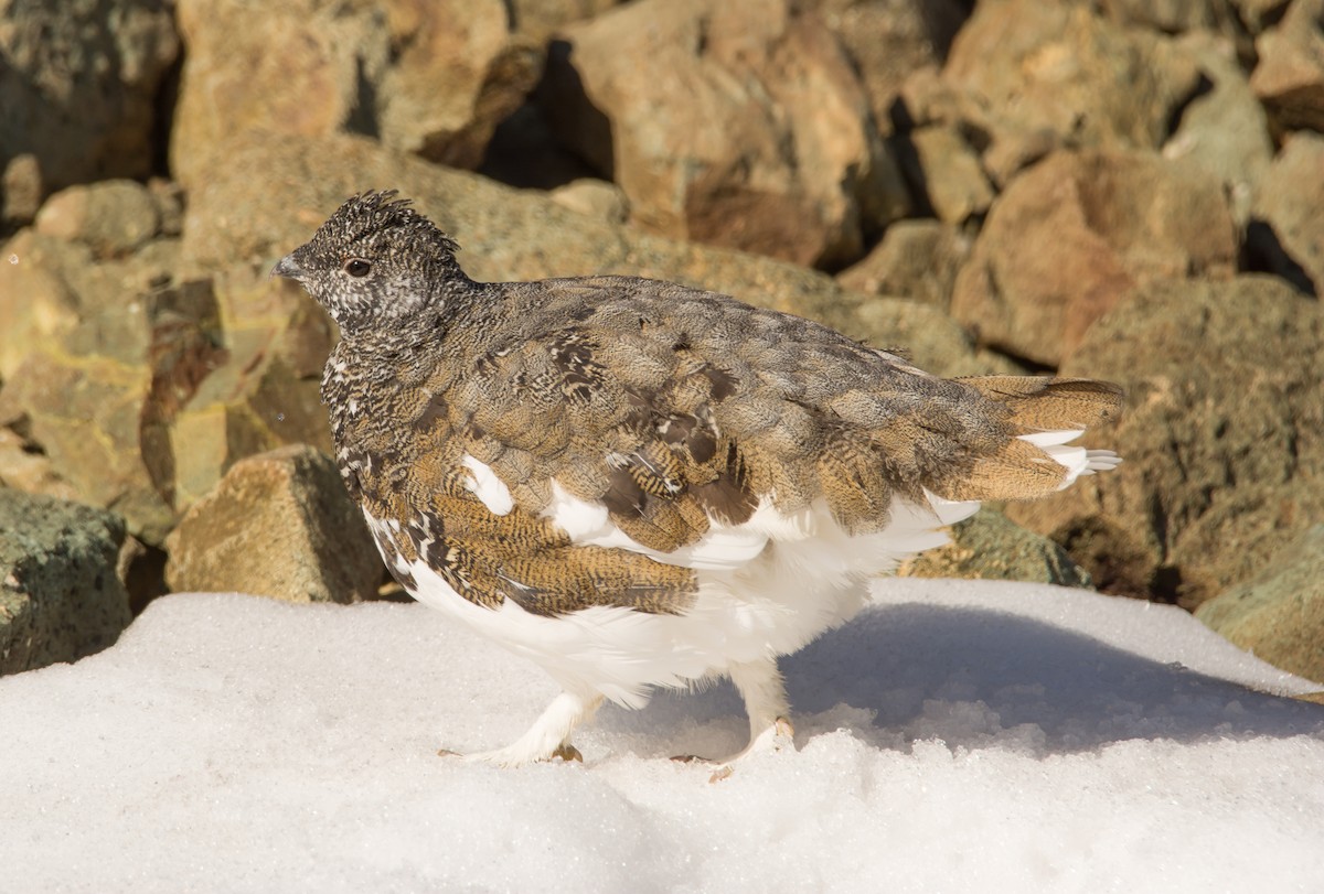 White-tailed Ptarmigan - ML258672721