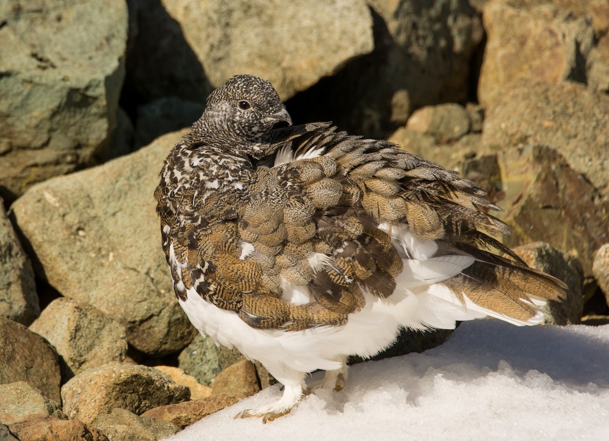 White-tailed Ptarmigan - ML258672731