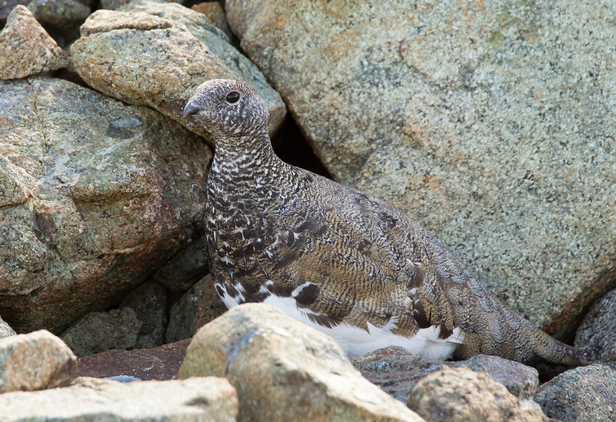 White-tailed Ptarmigan - ML258672741