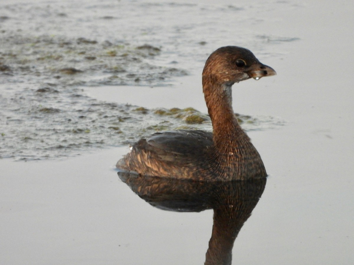 Pied-billed Grebe - ML258674031