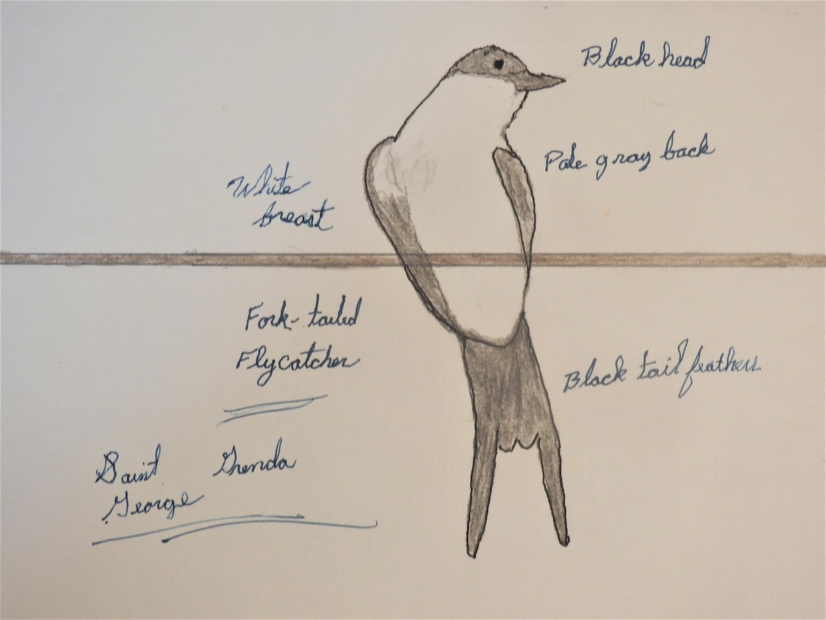 Fork-tailed Flycatcher - Jack Kelly