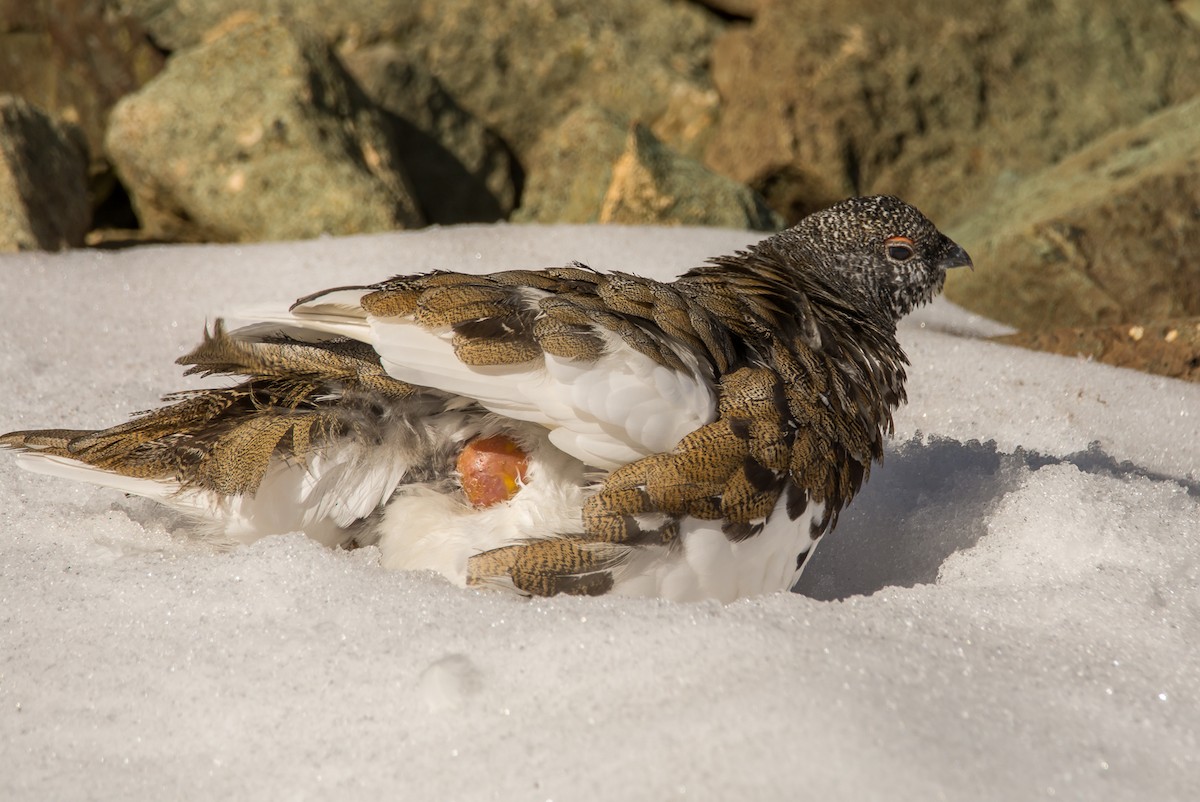 White-tailed Ptarmigan - ML258674591