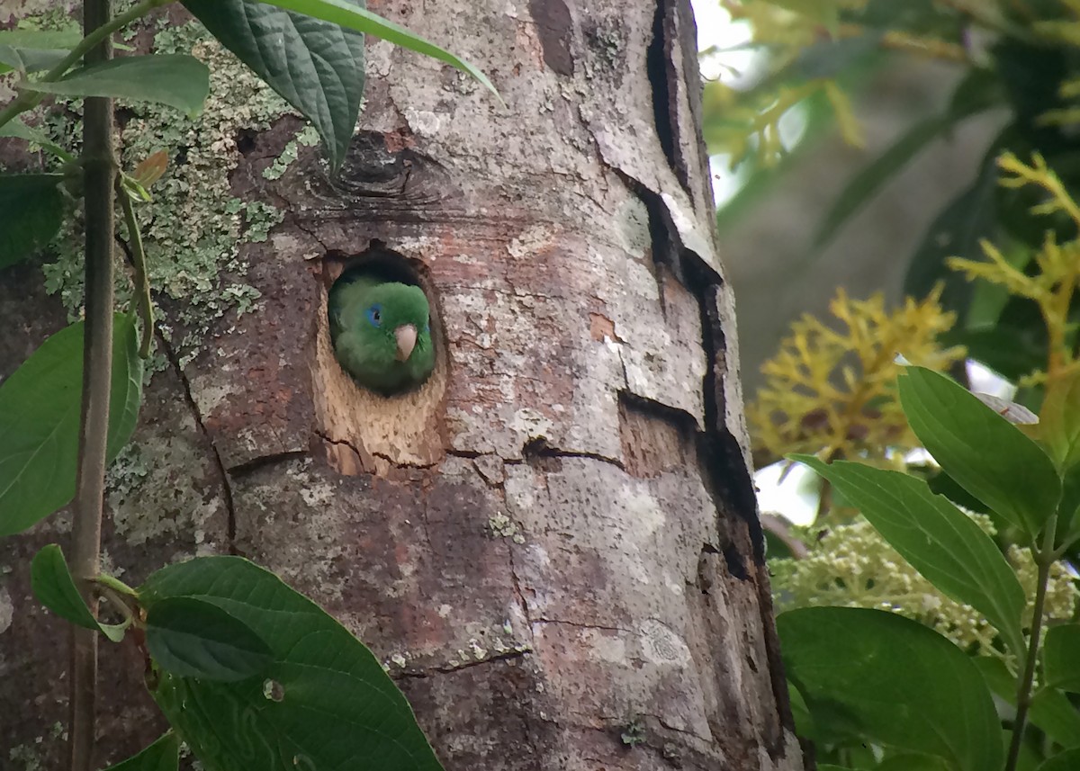 Spectacled Parrotlet - ML25867681