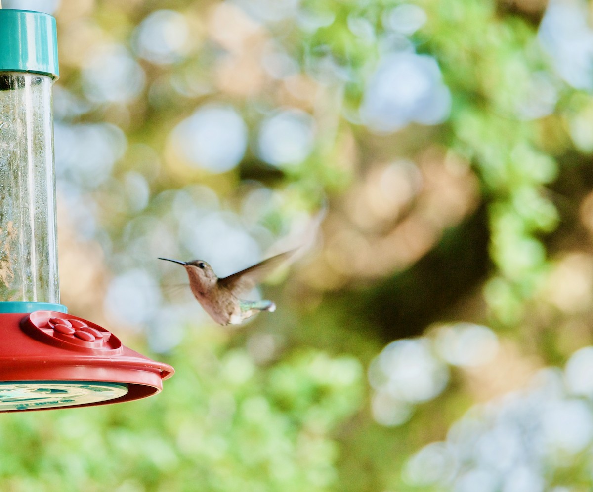 Ruby-throated Hummingbird - ML258677891