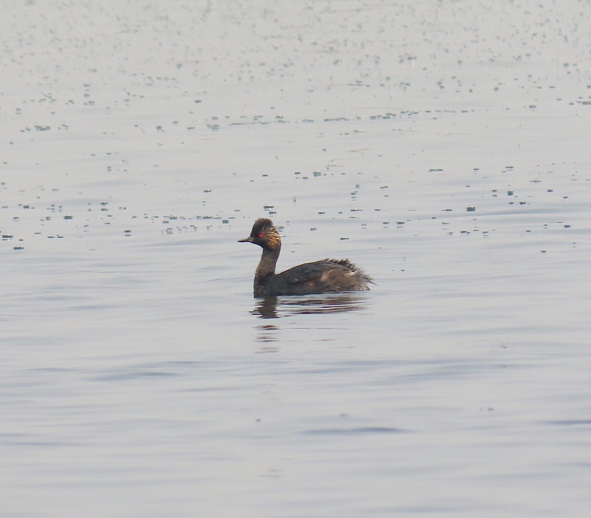 Eared Grebe - Jim Johnson