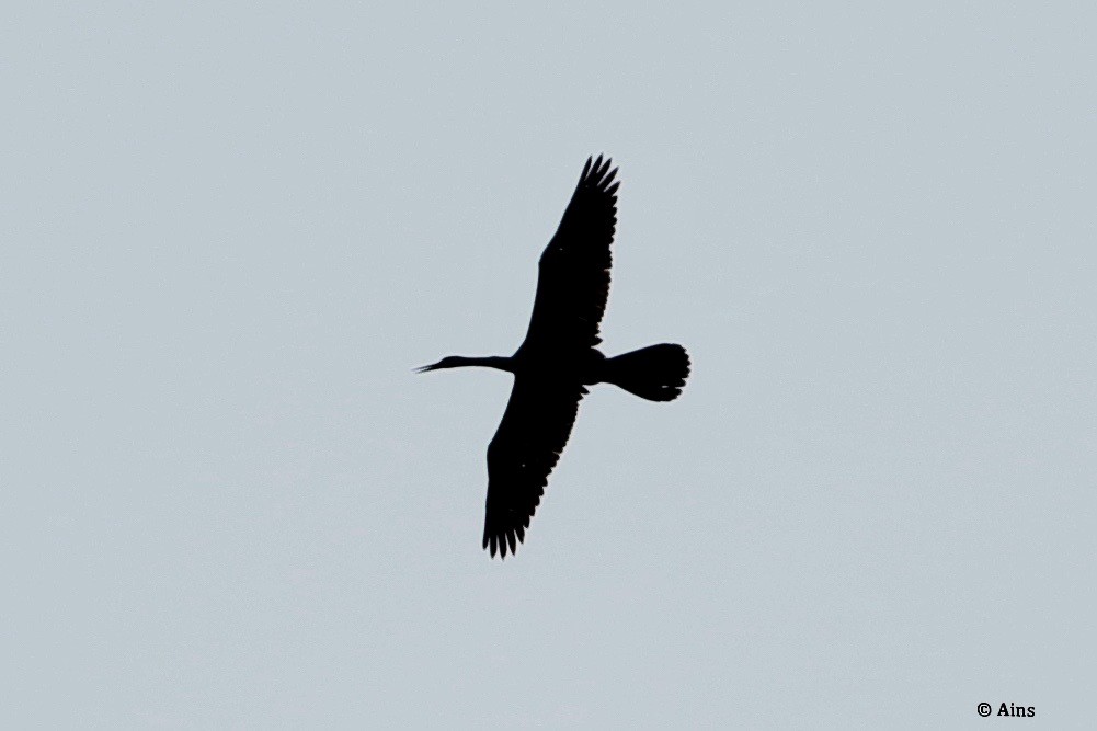 Oriental Darter - ML258679321