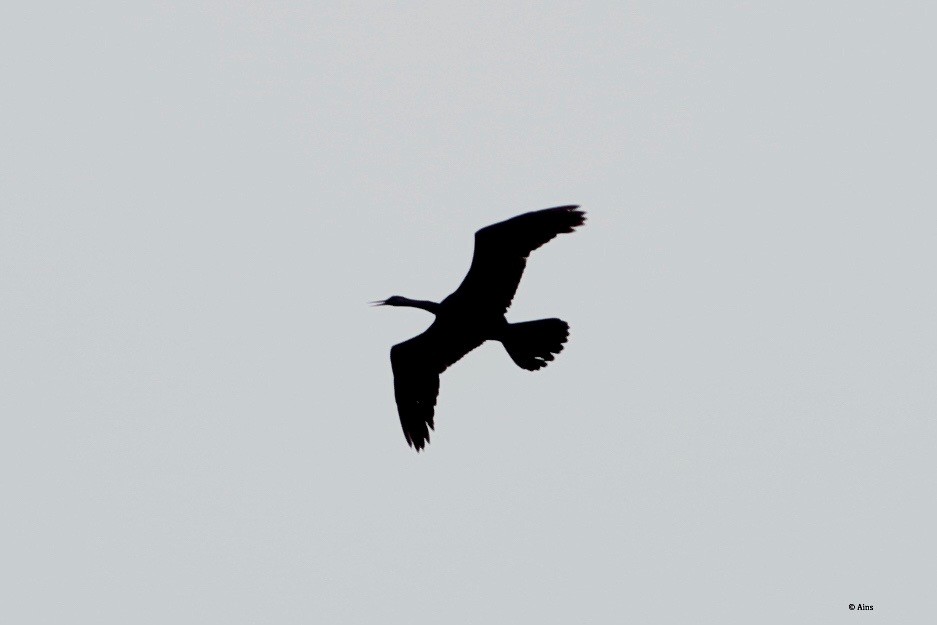 Oriental Darter - ML258679351