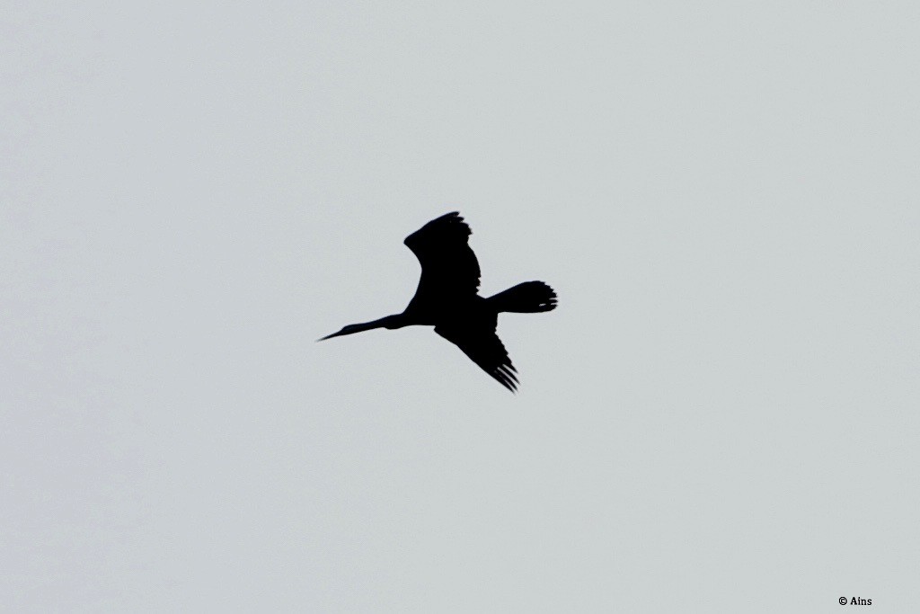 Oriental Darter - ML258679361