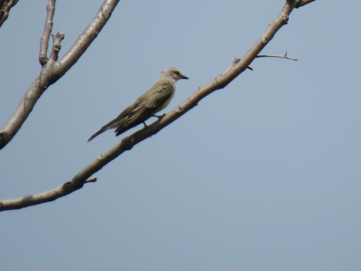 Western Kingbird - ML258679441