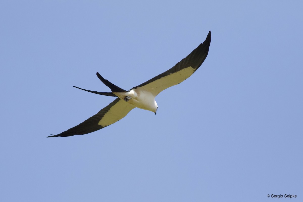 Swallow-tailed Kite - Sergio Seipke
