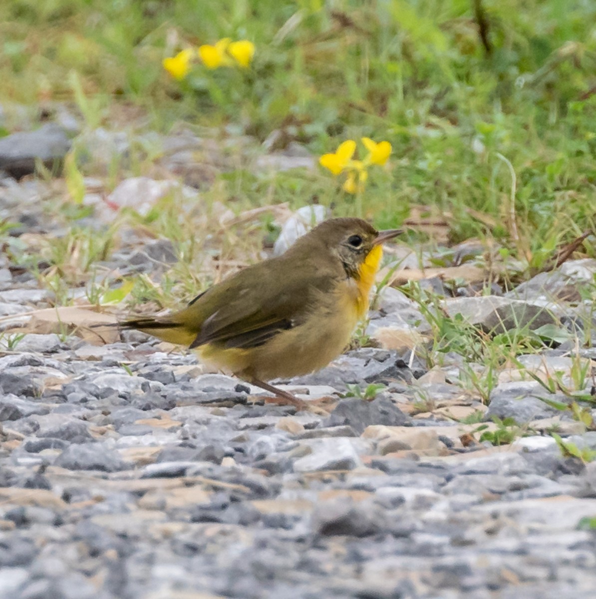 Common Yellowthroat - Jim Triplett