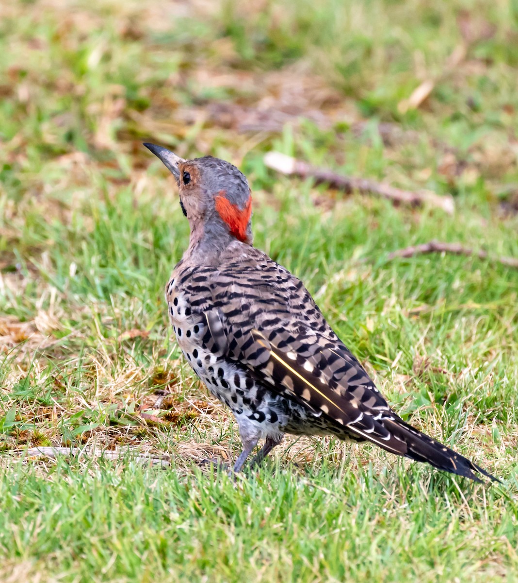 Northern Flicker - ML258681291