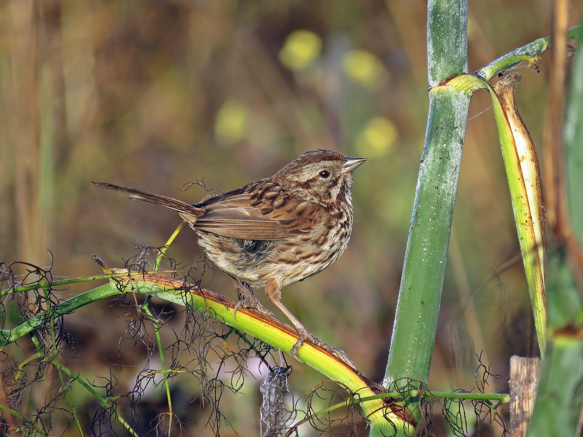 Song Sparrow (heermanni Group) - ML258681561