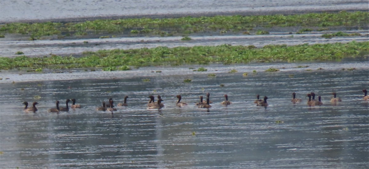 Little Grebe - ML258681591