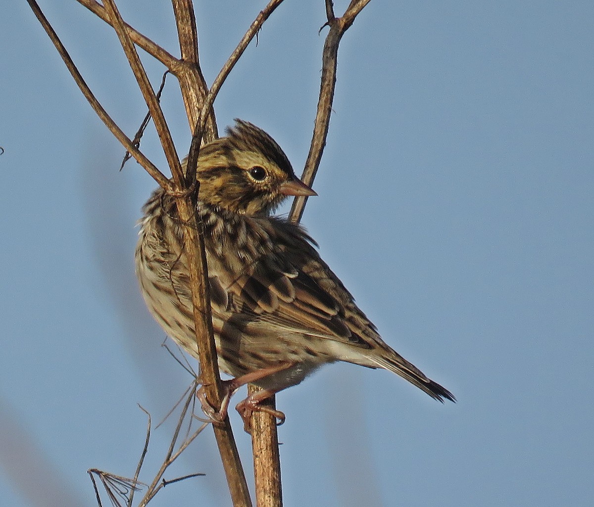 Savannah Sparrow (Savannah) - ML258681611