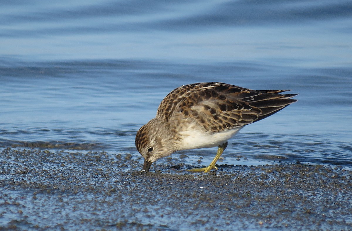 Least Sandpiper - ML258681641