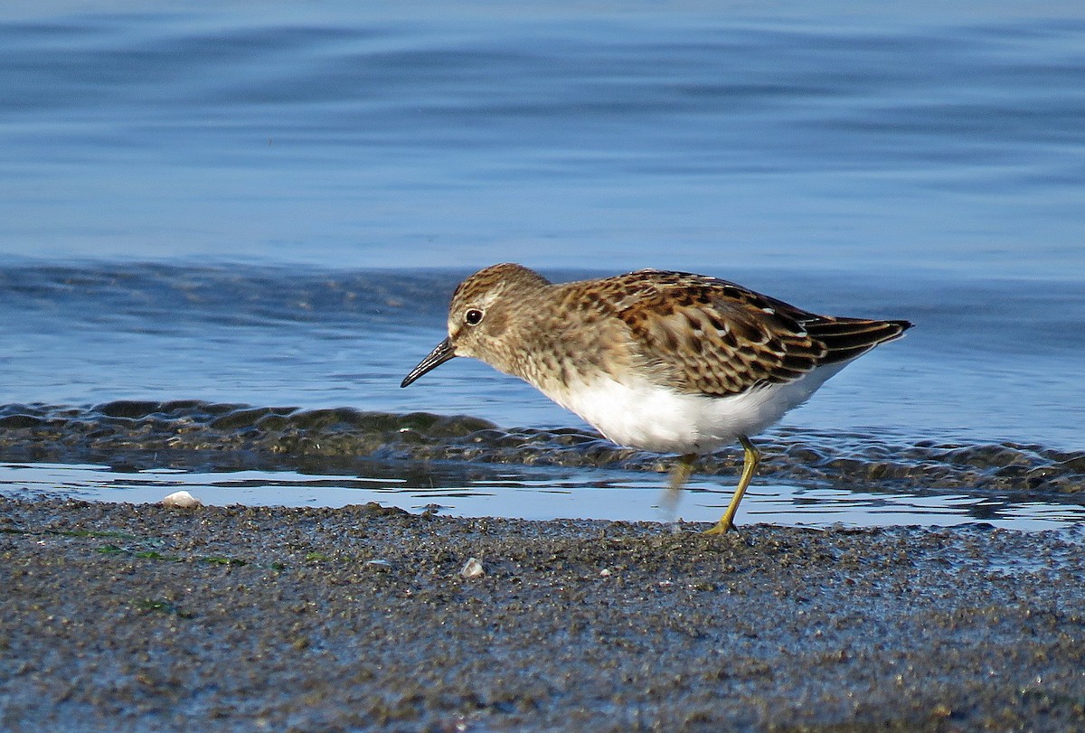 Least Sandpiper - ML258681651