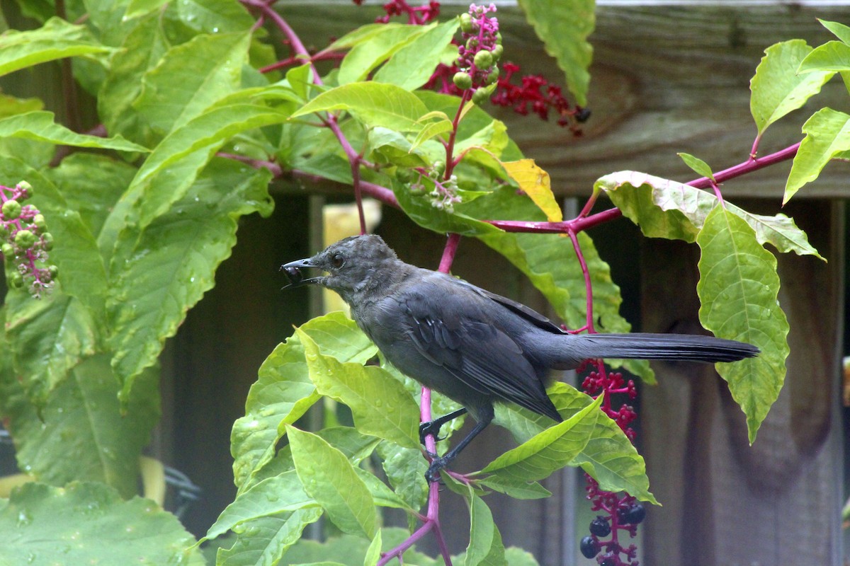 Gray Catbird - Cheryl Hogue