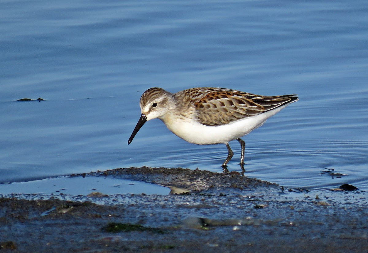 Western Sandpiper - ML258681671