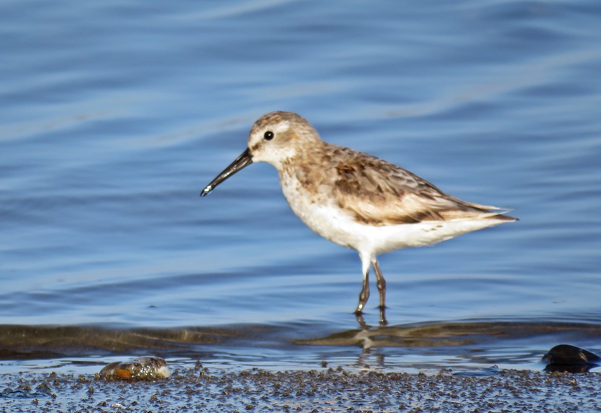 Western Sandpiper - ML258681691