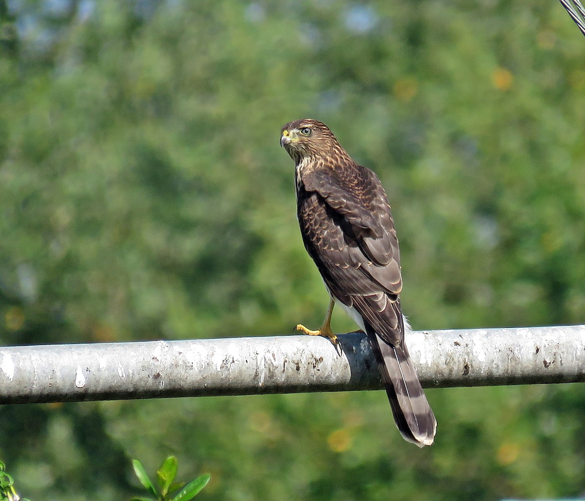 Cooper's Hawk - ML258681791