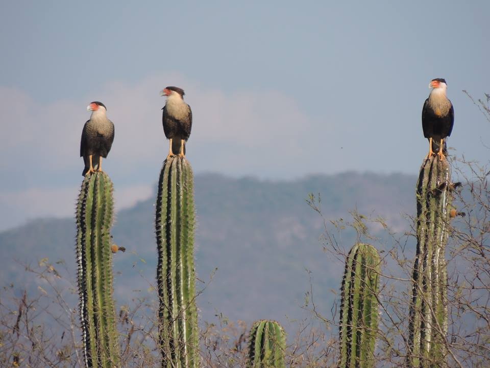 Crested Caracara (Northern) - ML25868201