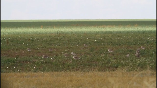 קיווית להקנית - ML258684171