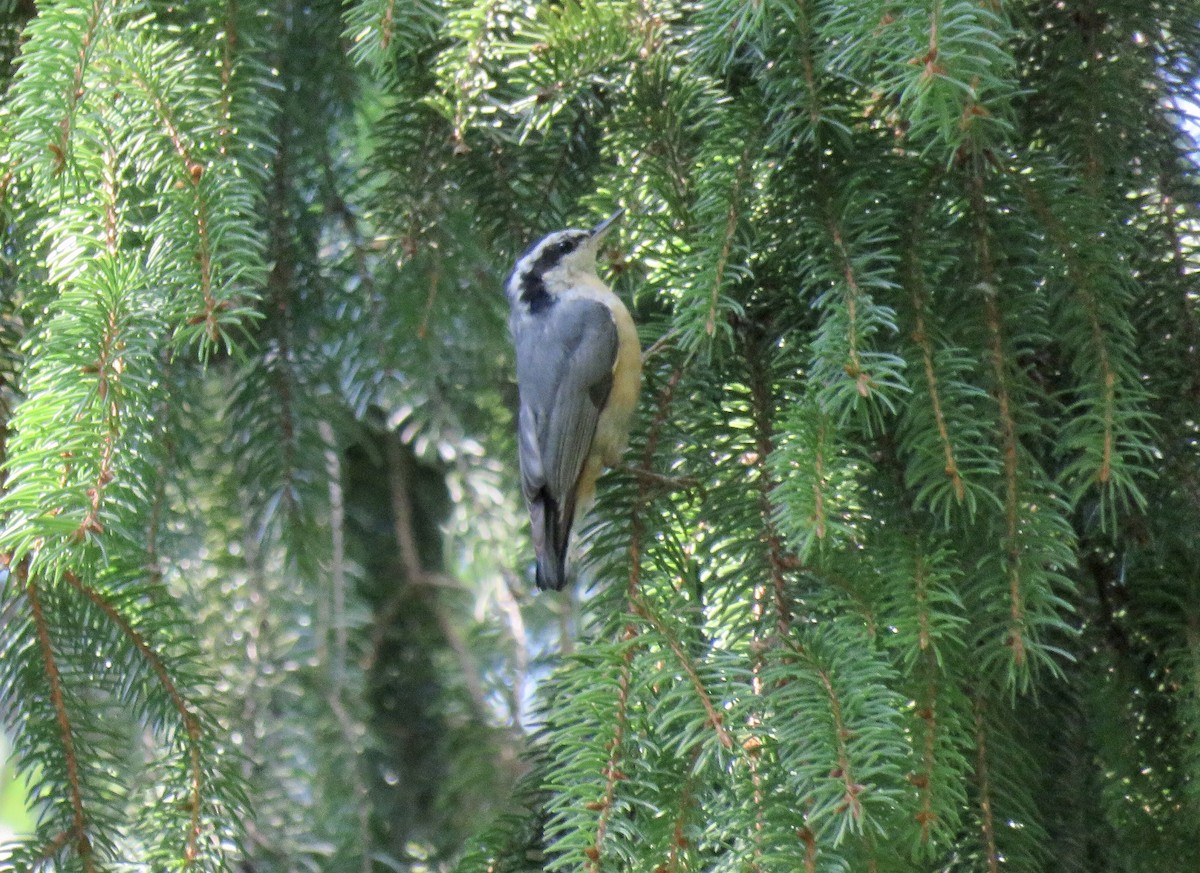 Red-breasted Nuthatch - ML258684491