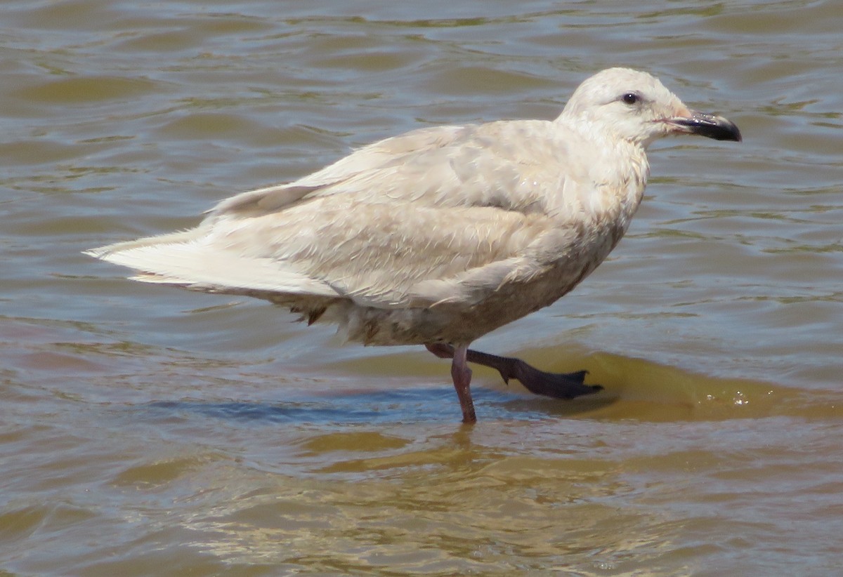 Glaucous-winged Gull - ML258687341