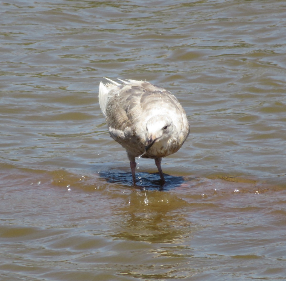 Glaucous-winged Gull - ML258688141