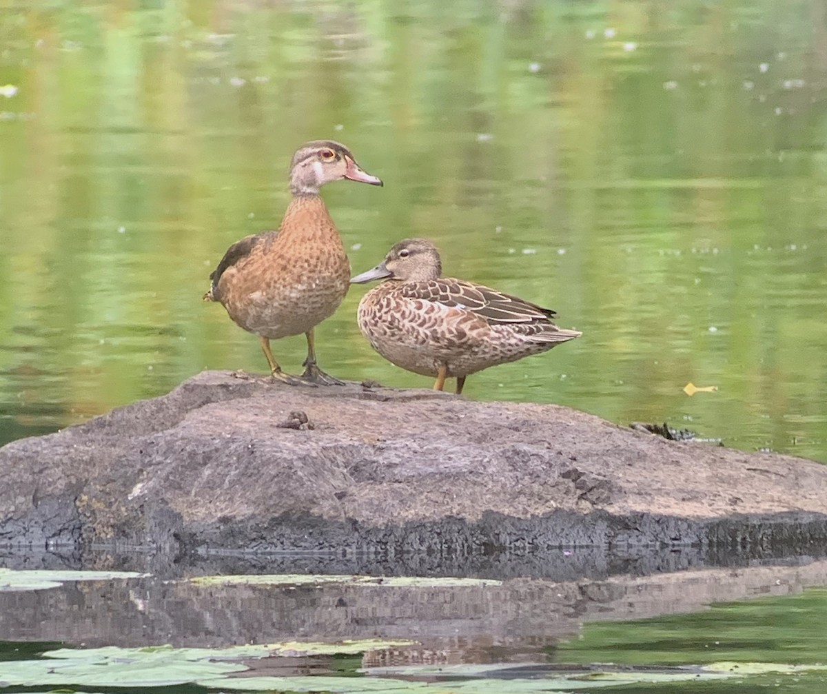 Blue-winged Teal - ML258688551