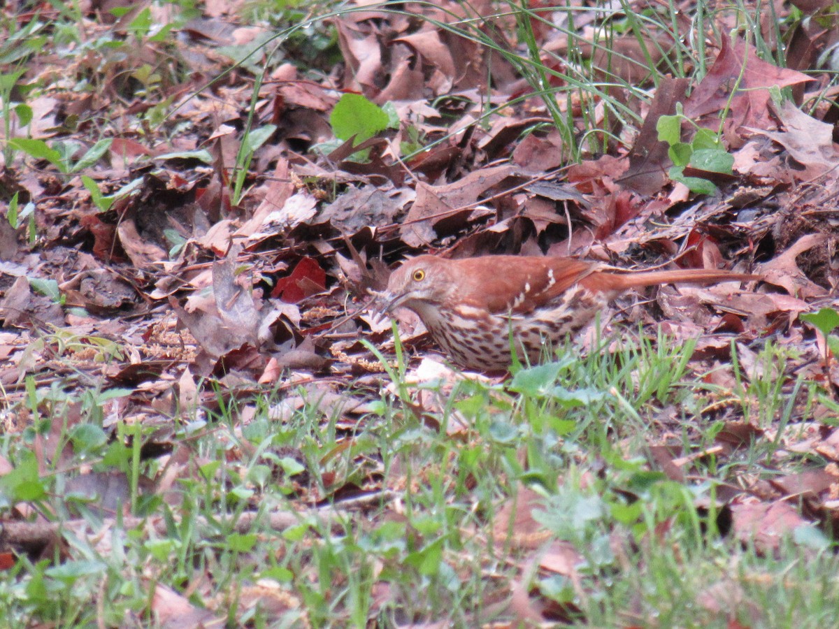 Brown Thrasher - ML25868921