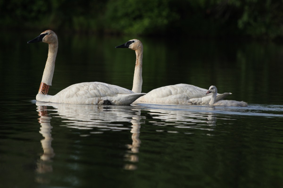 Trumpeter Swan - Adit Nehra