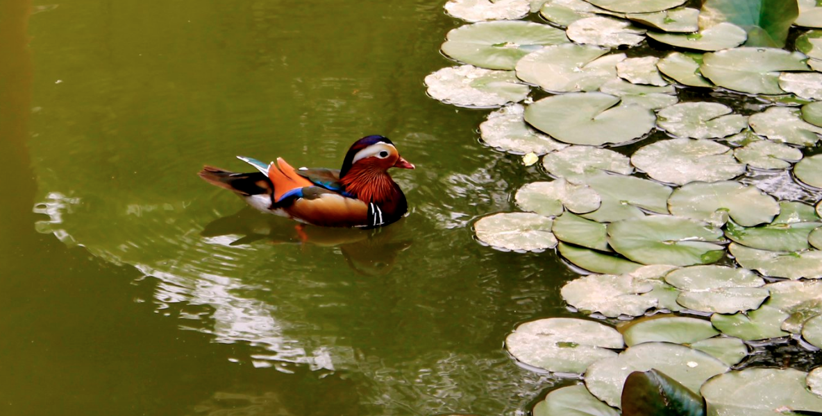 Mandarin Duck - ML258692801