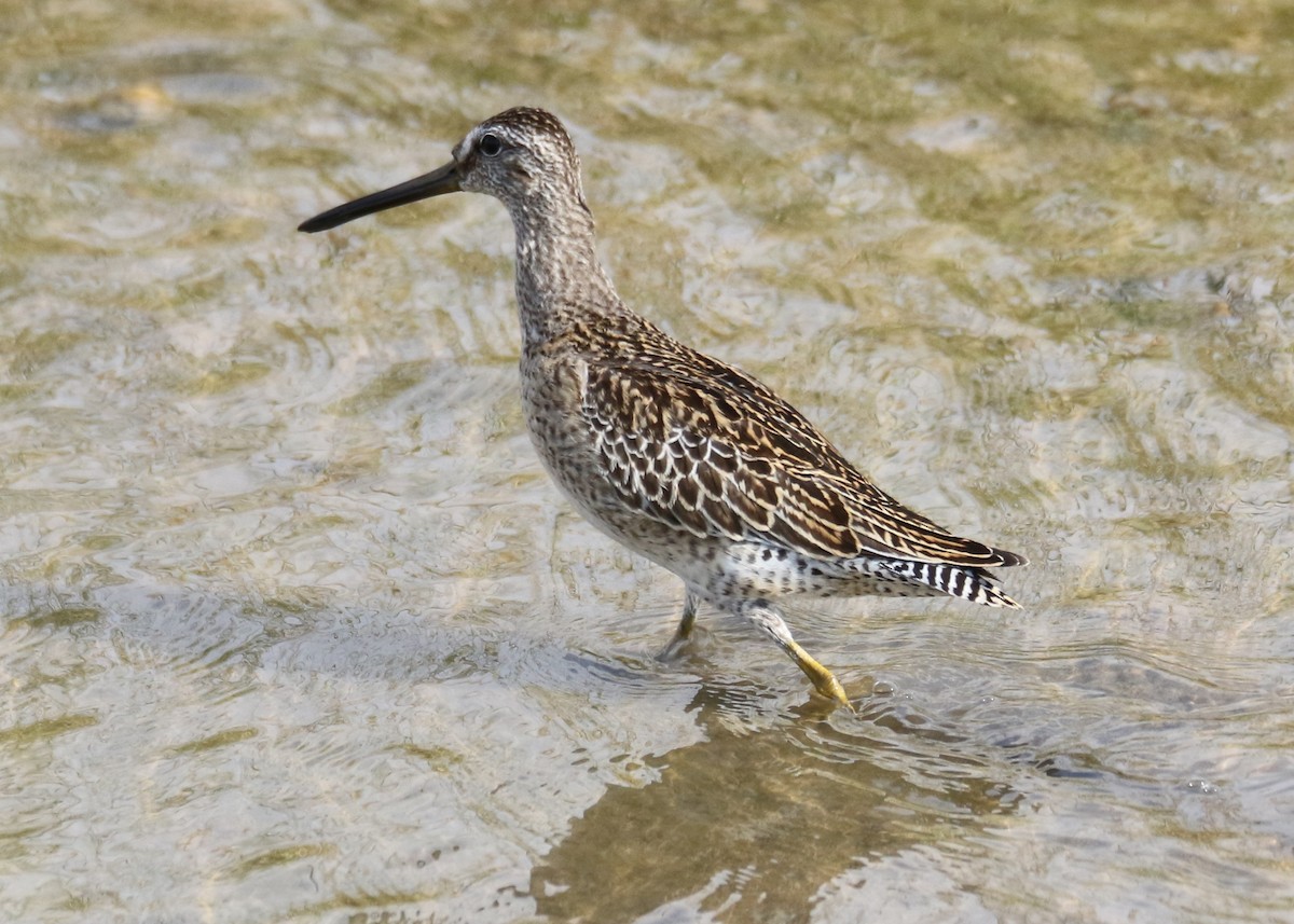 Short-billed Dowitcher - Louis Hoeniger