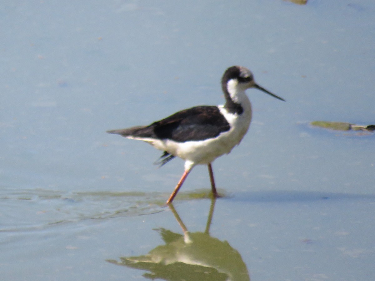 Black-necked Stilt (White-backed) - ML258694251