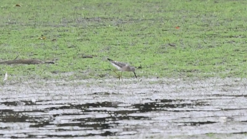 Stilt Sandpiper - ML258694401