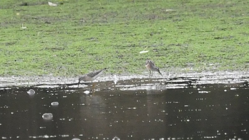 Stilt Sandpiper - ML258694421