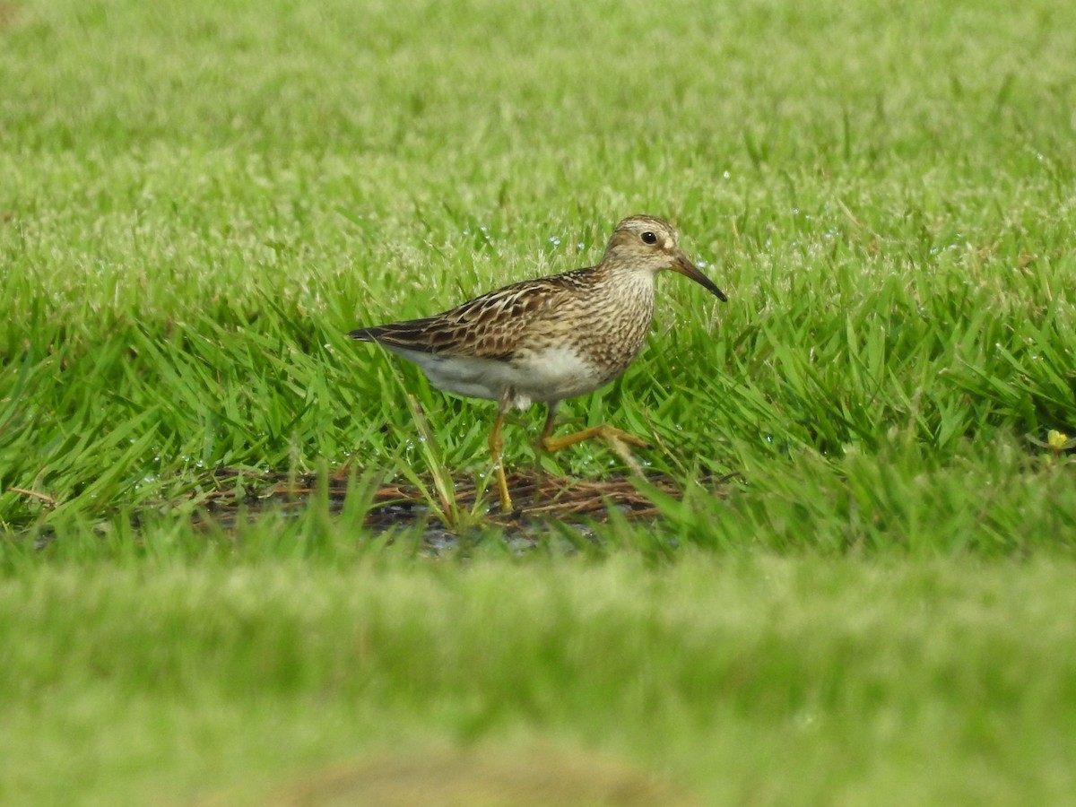 Pectoral Sandpiper - Jeffrey Gammon