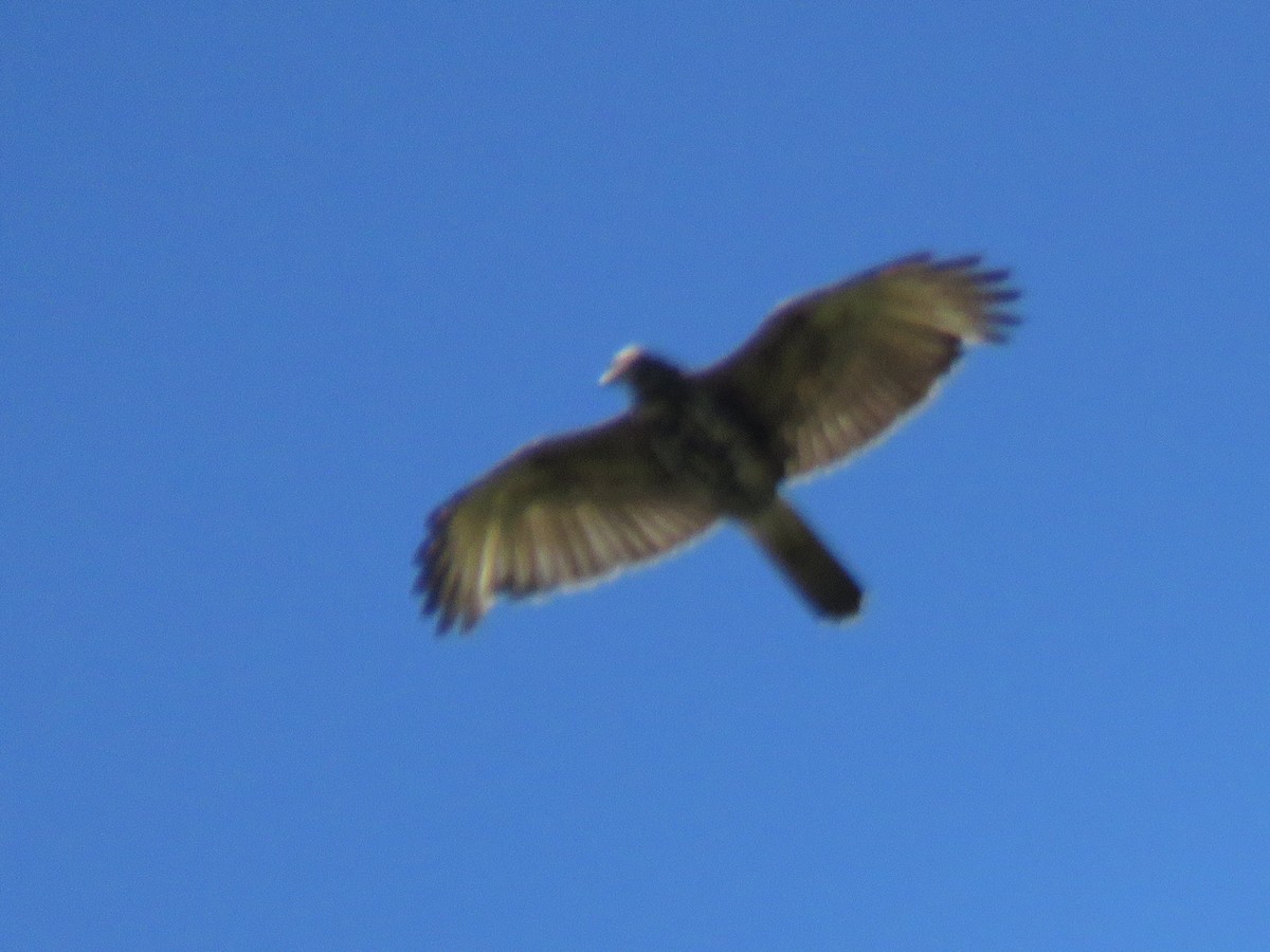 Harris's Hawk - ML258696851