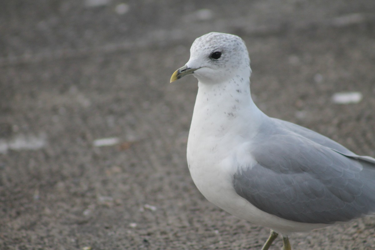 Common Gull (European) - ML258697261